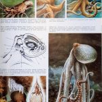 Obrazki przedstawiające ośmiornice