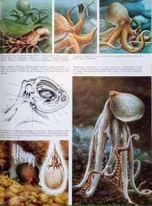 Obrazki przedstawiające ośmiornice