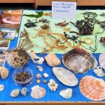 Okazy z Atlantyku i morza celtyckiego