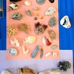 Okazy z morza śródziemnego, jońskiego, adriatyku