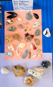 Okazy z morza śródziemnego, jońskiego, adriatyku